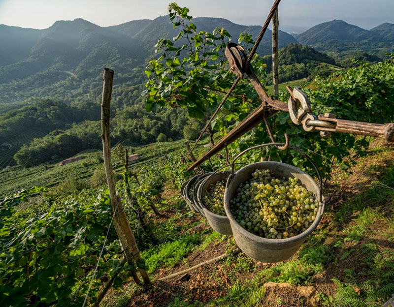 Gli eroi del vino, la viticoltura Eroica.